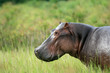 Photo: Hippo - Murchison Falls NP, Uganda, Africa Hippo - Murchison Falls NP, Uganda, Africa