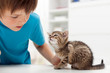 My kitten has fleas
