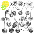 Vector: Cherries Cherries