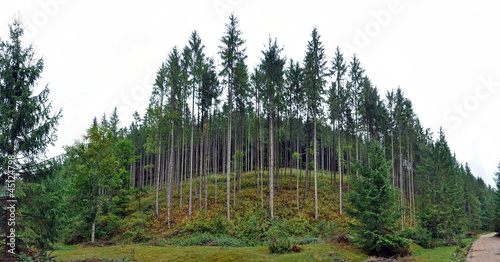 Photo: Green spruce, fir forest Green spruce, fir forest