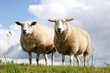 two sheep in the grass