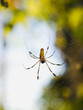 tropical spider