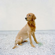 "USA, Utah, Salt Lake City, Half shaved Golden Retreiver portrait"