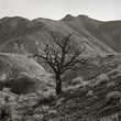 "USA, Utah, Torrey, Mountains with bare tree in foreground"