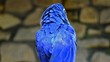 Video: hyacinth macaw hyacinth macaw