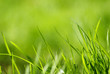 Grass