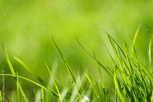 Photo: Grass Grass