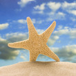 starfish in the sand