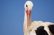 cigogne
