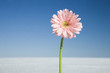 Photo: daisy in the middle of nowhere daisy in the middle of nowhere