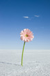 Photo: daisy in the middle of nowhere daisy in the middle of nowhere