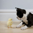 dog and a chick