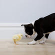 dog and a chick