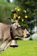 Almabtrieb