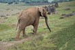 Foto: Elefante Elefante