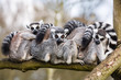 Lemurs hugging