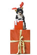 Puppy with reindeer horns sitting on gift box