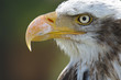 Foto: Aguila calva americana Aguila calva americana