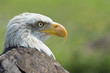 Foto: Aguila calva Aguila calva