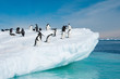 Adelie penguins jumping from iceberg