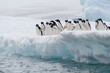 Adelie penguins colony going to jump in the water from iceberg,