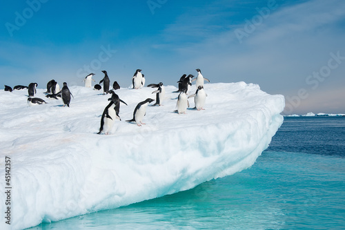 Photo: Adelie penguins jumping from iceberg Adelie penguins jumping from iceberg