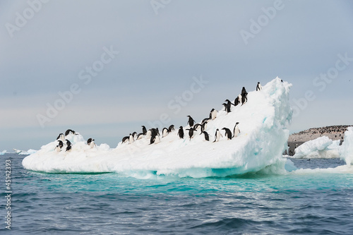 Photo: Adelie penguins jumping from iceberg Adelie penguins jumping from iceberg