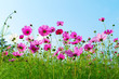Foto: pink flowers in field pink flowers in field