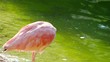red ibis and  stork