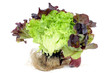 Salat