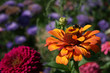 hummel