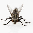 Flesh fly species sarcophaga carnaria isolated on white