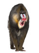 Portrait of Mandrill, Mandrillus sphinx, 22 years old