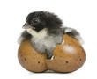 Marans chick, 15 hours old