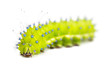 Caterpillar of the Giant Peacock Moth, Saturnia pyri