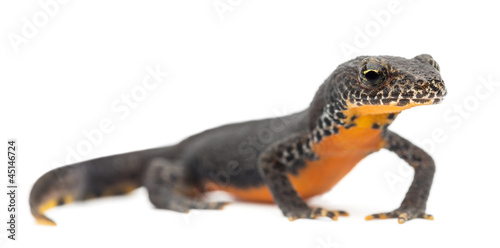Photo: Alpine Newt, Ichthyosaura alpestris Alpine Newt, Ichthyosaura alpestris