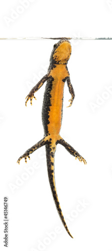 Photo: Alpine Newt surfacing, Ichthyosaura alpestris Alpine Newt surfacing, Ichthyosaura alpestris
