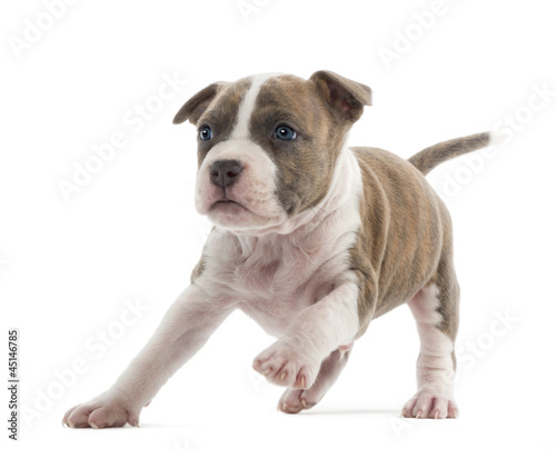 Photo: American Staffordshire Terrier Puppy running American Staffordshire Terrier Puppy running