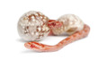 Corn Snake Hatching, Pantherop...