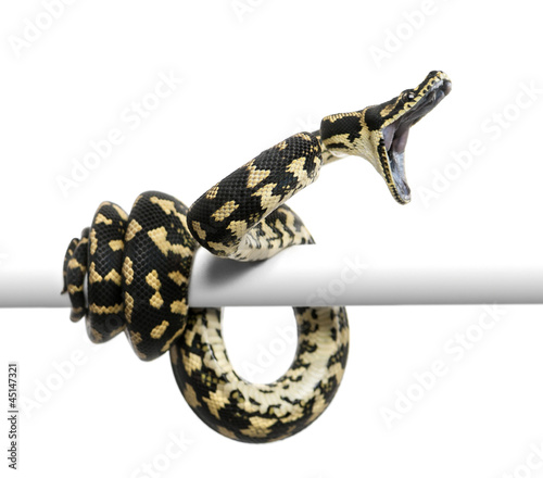 Photo: Jungle carpet python attacking, Morelia spilota cheynei Jungle carpet python attacking, Morelia spilota cheynei