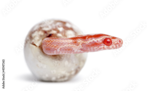 Photo: Corn snake hatching, Pantherophis guttatus guttatus Corn snake hatching, Pantherophis guttatus guttatus