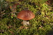 Photo: orange-cap boletus in a wood in a green moss orange-cap boletus in a wood in a green moss