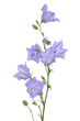 Hellblaue Glockenblume