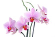 Orchidee
