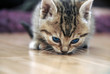 Foto: Baby cat sniff Baby cat sniff