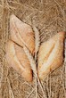 bread and wheat