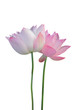 Lotus flower