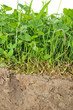 Cross Section of Soil with Green Plants and Roots