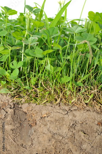 Photo: Cross Section of Soil with Green Plants and Roots Cross Section of Soil with Green Plants and Roots
