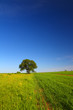 Foto: summer landscape with single tree summer landscape with single tree